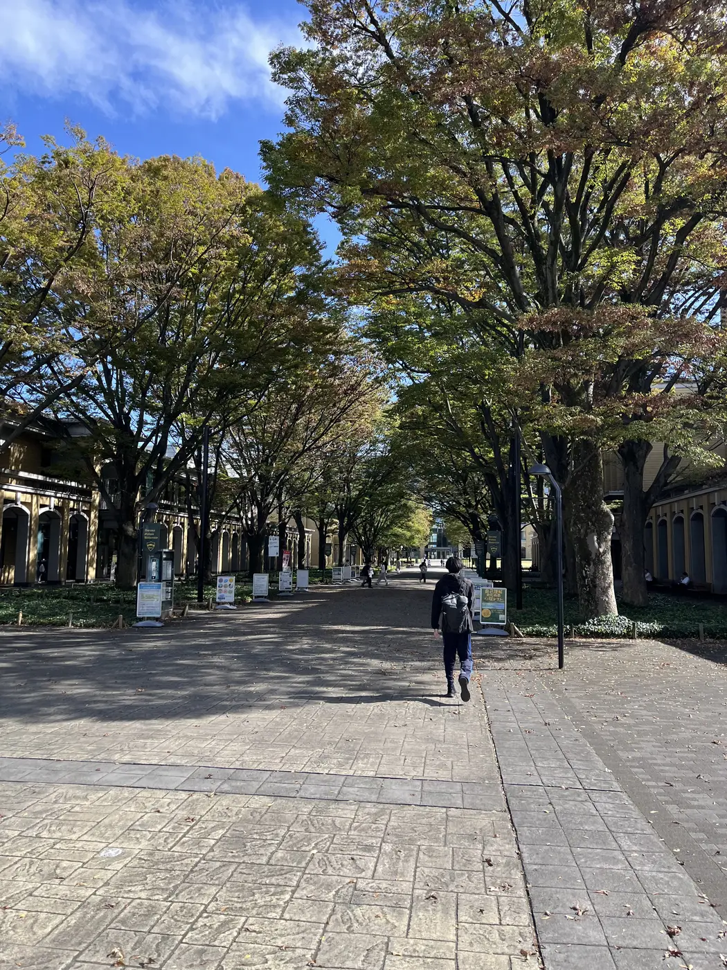 A tree-lined path on Aoyama Gakuin University's Sagamihara Campus, with leaves starting to turn